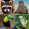 Icon of program: Animals Memory Game