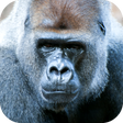 Ikon program: Gorilla Sounds