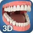 Dental Anatomy Pro.