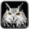 程序图标：Owl Hunting Journey