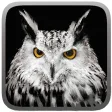 Owl Hunting Journey