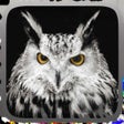 Ikona programu: Owl Hunting Journey