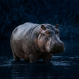 Icon of program: Hippopotamus Sounds