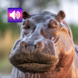 Icona del programma: Hippopotamus Sounds