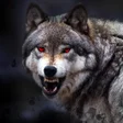 プログラムのアイコン：Wolf Wallpaper HD : backg…