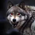 Wolf Wallpaper HD : background