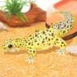 Ícone do programa: Leopard Gecko Pet