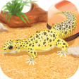 プログラムのアイコン：Leopard Gecko Pet