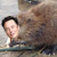 Иконка программы: Elongated Muskrat Replace…