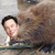 Elongated Muskrat Replacer