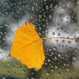 Icon of program: For Xperia Theme Autumn