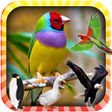 程序图标：Learn the Birds