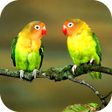プログラムのアイコン：Parrot Wallpaper 2023