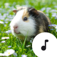 Ikon program: Guinea Pig Sounds