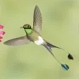 National Geographic Hummingbirds PREMIUM