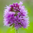 أيقونة البرنامج: Forage - Wild Free Food