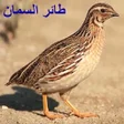 أيقونة البرنامج: صوت السمان للصيد