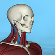 程序图标：Corporis Anatomy  Interac…