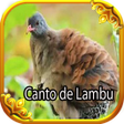 Ikon program: Canto para atrir uma lamb…