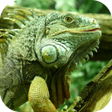 ไอคอนของโปรแกรม: Iguana. Animal Wallpapers