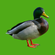 프로그램 아이콘: Progressive Duck Decoy