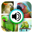 Parrot Sounds  HD Wallpapers icon