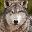Biểu tượng của chương trình: Wolf Live Wallpaper