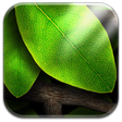 ไอคอนของโปรแกรม: Tap Leaves Free Live Wall…