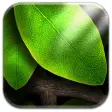 Tap Leaves Free Live Wallpaper