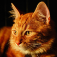 Иконка программы: Talking Lovely Cat