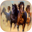 程序图标：Horse Wallpaper