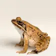 Frog sounds