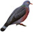 プログラムのアイコン：Columba