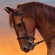 Horse Sounds icon