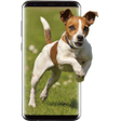 程序图标：Running Dog Live Wallpape…
