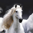 Icon of program: Horse Wallpaper HD