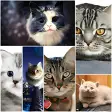 Cats wallpapers 2