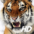 プログラムのアイコン：Tiger Wallpaper HD