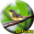 Icon of program: Suara Burung Ciblek Gacor…