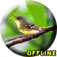 Suara Burung Ciblek Gacor MP3