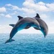Icon of program: Dolphin Wallpapers