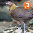 プログラムのアイコン：Female Red Junglefowl Sou…