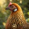プログラムのアイコン：Female Red Junglefowl Sou…