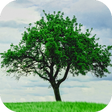 程序图标：Tree Wallpapers