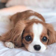 プログラムのアイコン：Dog 365 wallpapers  Puppi…