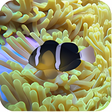 Programın simgesi: 3D Clownfish Live Wallpap…