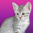 Talking Egyptian Cat icon