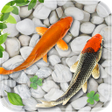 程序图标：HD Koi live