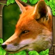 ไอคอนของโปรแกรม: Fox Simulator