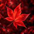 Icon of program: Red color Wallpapers